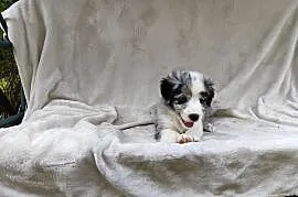 Piesek Border collie blue merle z rodowodem z domowej hodowli