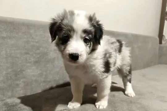 Piesek Border collie blue merle z rodowodem z domowej hodowli, Podkarpackie, Rymanów