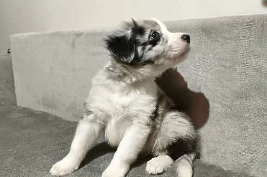 Piesek Border collie blue merle z rodowodem z domowej hodowli, Podkarpackie, Rymanów