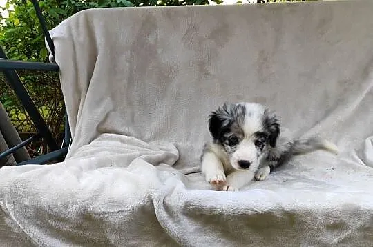 Piesek Border collie blue merle z rodowodem z domowej hodowli, Podkarpackie, Rymanów