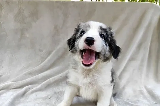 Piesek Border collie blue merle z rodowodem z domowej hodowli, Podkarpackie, Rymanów