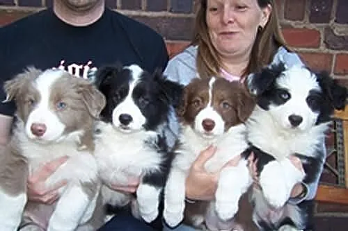 Border Collie szczenieta czystej krwi