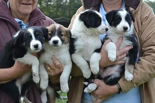 Border Collie szczenieta czystej krwi