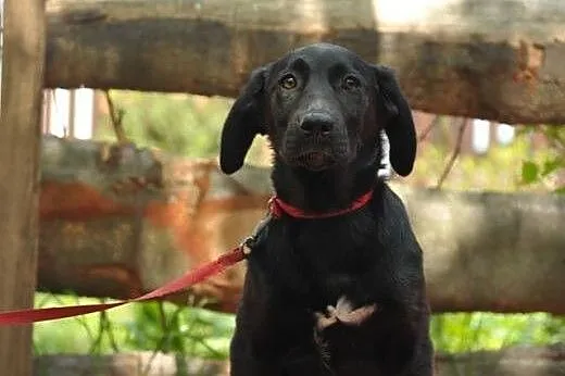 Zadziorna Freya na tropie własnego domu! Adoptuj.,