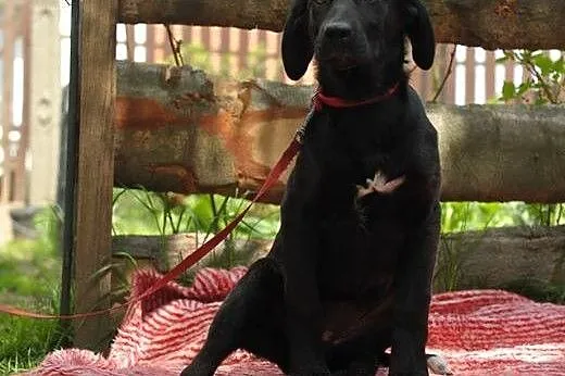 Zadziorna Freya na tropie własnego domu! Adoptuj.,