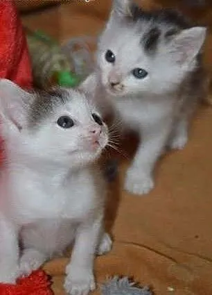 2 malutkie, śliczne kotki do adopcji , mazowiecki