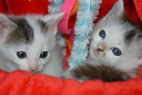 2 malutkie, śliczne kotki do adopcji ,  mazowiecki