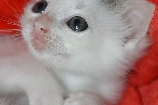 2 malutkie, śliczne kotki do adopcji ,  mazowiecki