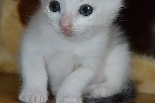 2 malutkie, śliczne kotki do adopcji ,  mazowiecki