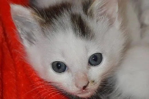 2 malutkie, śliczne kotki do adopcji ,  mazowiecki