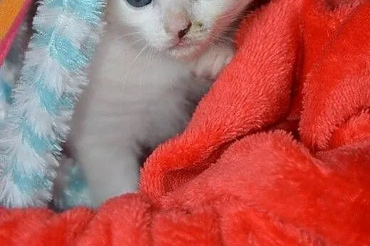 2 malutkie, śliczne kotki do adopcji ,  mazowiecki