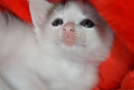 2 malutkie, śliczne kotki do adopcji ,  mazowiecki