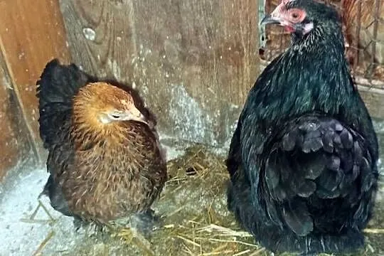 Sprzedam kury kochinki miniaturki, Wielkopolskie, Koźminek