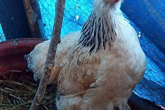 Sprzedam kury kochinki miniaturki, Wielkopolskie, Koźminek