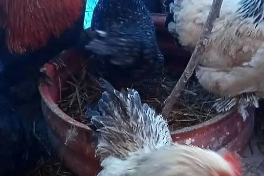 Sprzedam kury kochinki miniaturki, Wielkopolskie, Koźminek