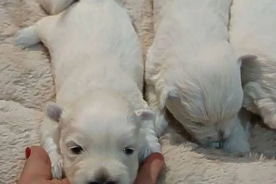 West Highland White Terrier do odbioru na Mikołaja, Małopolskie, Tarnów