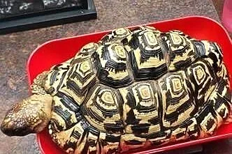 Żółw lamparci samiec ok 2kg, Śląskie, Żory