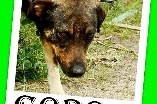 Średni,przyjazny,łagodny,kontaktowy pies GORO.Adop