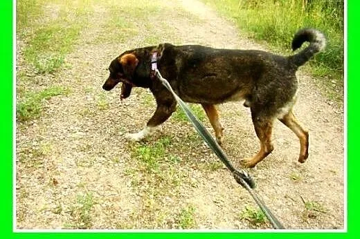 Średni,przyjazny,łagodny,kontaktowy pies GORO.Adop