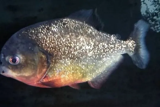 Sprzedam Pirania Natterera ok. 30cm w dobre ręce Wielkopolska