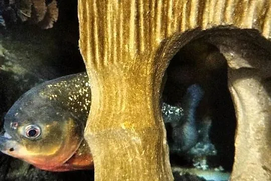 Sprzedam Pirania Natterera ok. 30cm w dobre ręce Wielkopolska, Lubuskie, Lubsko