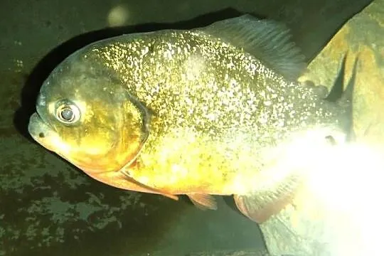 Sprzedam Pirania Natterera ok. 30cm w dobre ręce Wielkopolska, Lubuskie, Lubsko