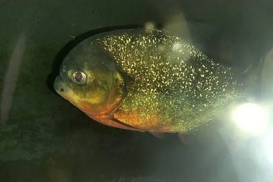 Sprzedam Pirania Natterera ok. 30cm w dobre ręce Wielkopolska, Lubuskie, Lubsko