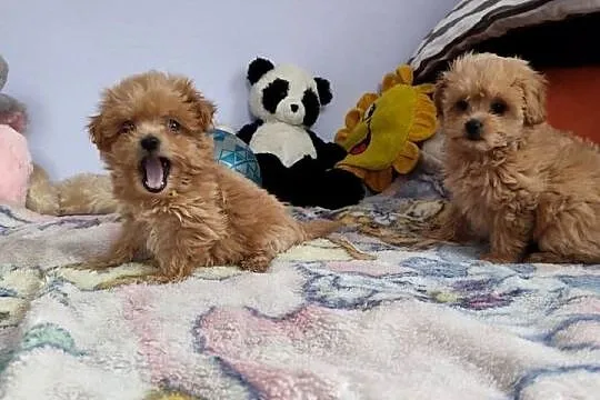 Maltipoo Pudel Toy szczeniaki Mini Już do odbioru!!