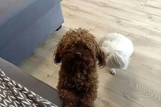 Maltipoo Pudel Toy szczeniaki Mini Już do odbioru!!, Podkarpackie, Rzeszów