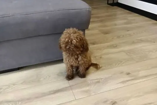 Maltipoo Pudel Toy szczeniaki Mini Już do odbioru!!, Podkarpackie, Rzeszów