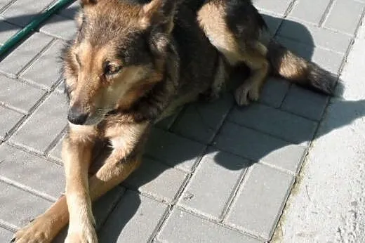 Beti-sunia w typie owczarka niemieckiego szuka dom