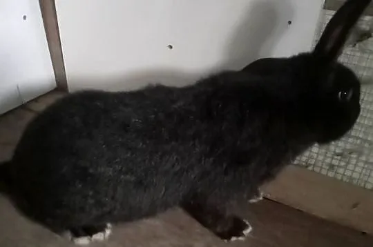 Samiec 7 miesięczny, Śląskie, Zajączki Pierwsze