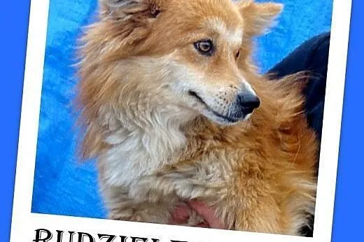 Liskowaty,długowłosy,spokojny,grzeczny piesek RUDZIELEC.Adopcja,  małopolskie Kraków