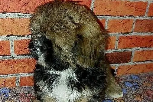 Chłopaki  Shih-tzu szukają domku, Pomorskie, Wilki