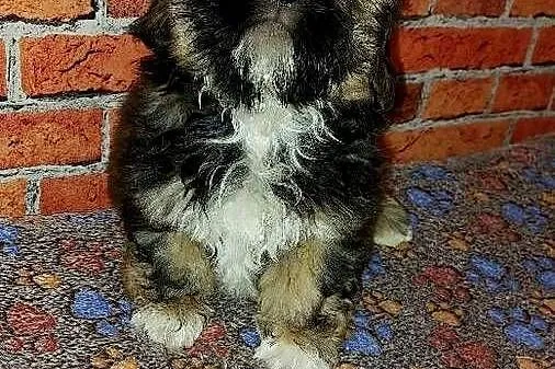 Chłopaki  Shih-tzu szukają domku, Pomorskie, Wilki