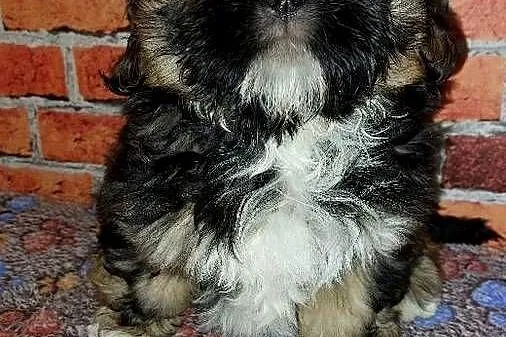 Chłopaki  Shih-tzu szukają domku, Pomorskie, Wilki