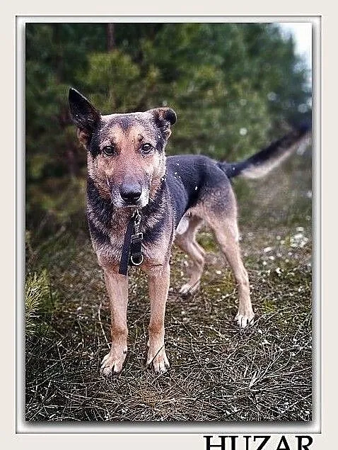 Owczarek mix,8 letni,,duży,przyjazny,kontaktowy,zaszczepiony pies Huzar.Adopcja., Podkarpackie, Rzeszów