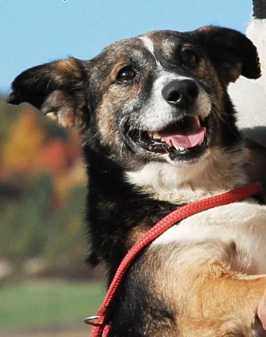 Dziubek niewielki, łagodny, kontaktowy psiak ADOPC