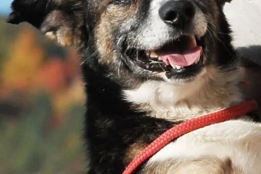 Dziubek niewielki, łagodny, kontaktowy psiak ADOPC