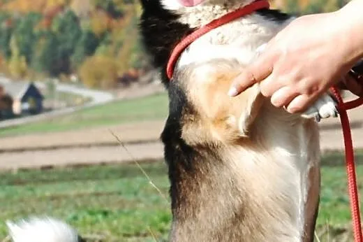 Dziubek niewielki, łagodny, kontaktowy psiak ADOPC