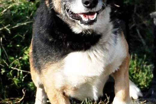 Dziubek niewielki, łagodny, kontaktowy psiak ADOPC