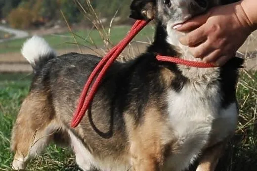 Dziubek niewielki, łagodny, kontaktowy psiak ADOPC