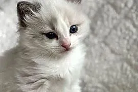 kocurek RAGDOLL blue bicolor  rodowód międzynarodowy FPL