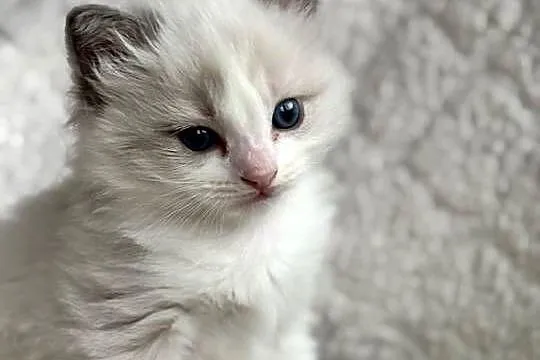 kocurek RAGDOLL blue bicolor  rodowód międzynarodowy FPL