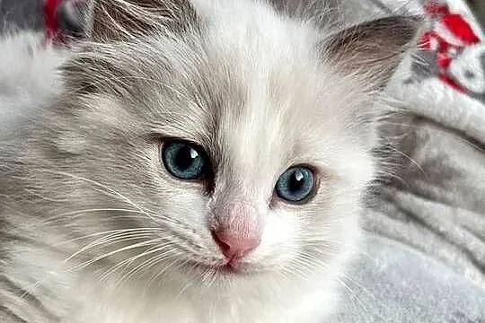 kocurek RAGDOLL blue bicolor  rodowód międzynarodowy FPL, Łódzkie, Skierniewice