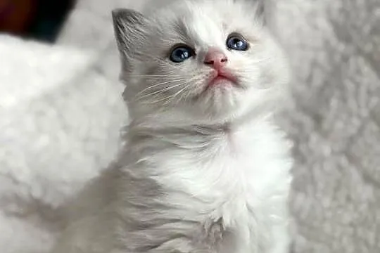 kocurek RAGDOLL blue bicolor  rodowód międzynarodowy FPL, Łódzkie, Skierniewice