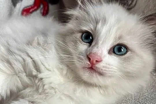 kocurek RAGDOLL blue bicolor  rodowód międzynarodowy FPL, Łódzkie, Skierniewice