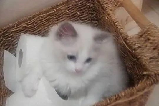 kocurek RAGDOLL blue bicolor  rodowód międzynarodowy FPL, Łódzkie, Skierniewice