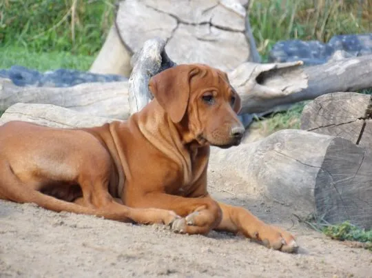 Szczenięta Rhodesian Ridgeback - Hodowla ZKwP/FCI - Afrykańskie linie, , Kraków