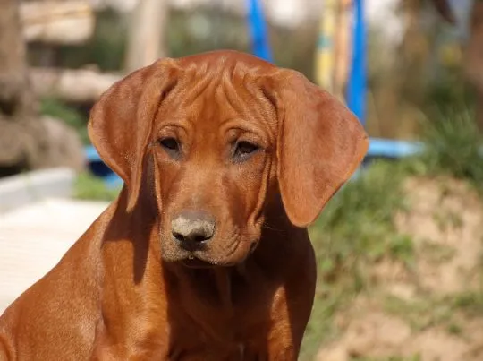 Szczenięta Rhodesian Ridgeback - Hodowla ZKwP/FCI - Afrykańskie linie